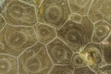 Polished Fossil Coral (Actinocyathus) - Morocco #100718-1